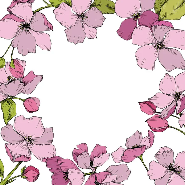 Vector flor de manzana rosa flor botánica floral. Arte de tinta grabada. Marco borde ornamento cuadrado . — Vector de stock