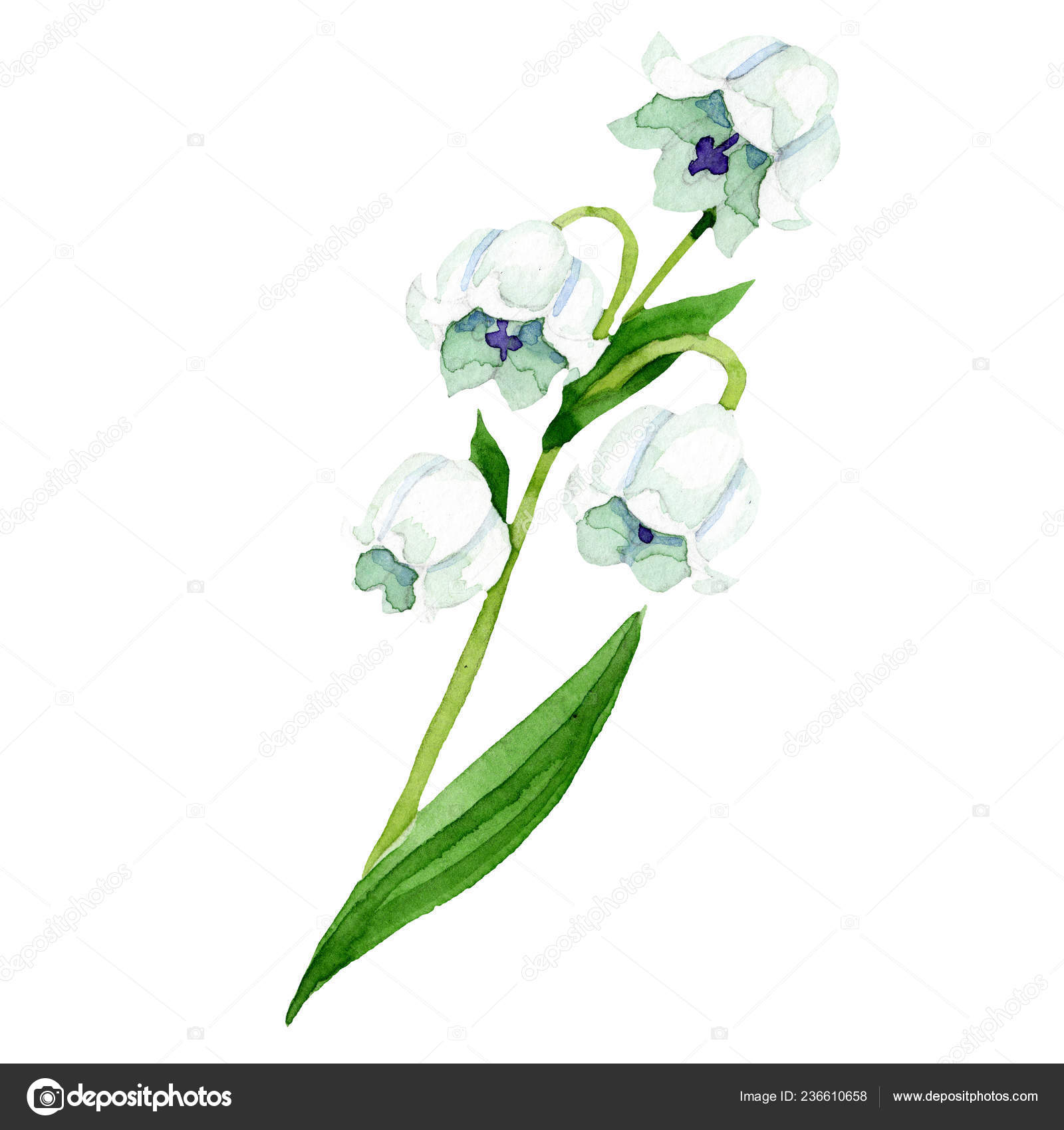Isolated Lily Of The Valley Illustration Element Floral Botanical Flower Watercolor Background Illustration Set Stock Photo C Mystocks 236610658