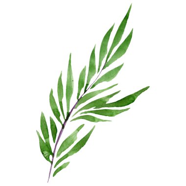 Yeşil yaprak loral botanik çiçek. Vahşi bahar yaprak izole kır çiçeği. Suluboya arka plan illüstrasyon küme. Suluboya çizim moda aquarelle izole. İzole yaprak illüstrasyon öğesi.