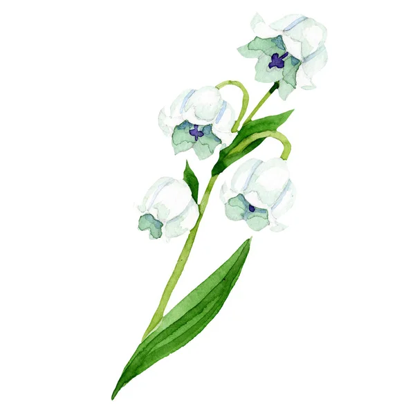 Isolated Lily of the valley illustration element. Floral botanical flower. Watercolor background illustration set. — Stock Photo, Image