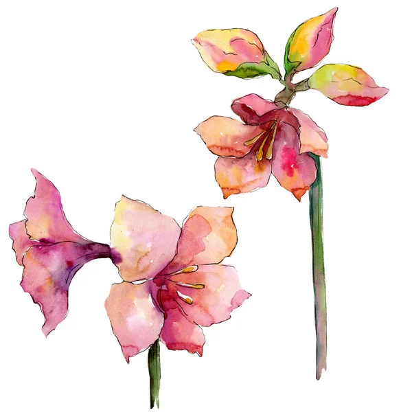 Floral Βοτανικό Λουλούδι Ροζ Amaryllis Άγρια Άνοιξη Φύλλων Wildflower Απομονωμένη — Φωτογραφία Αρχείου