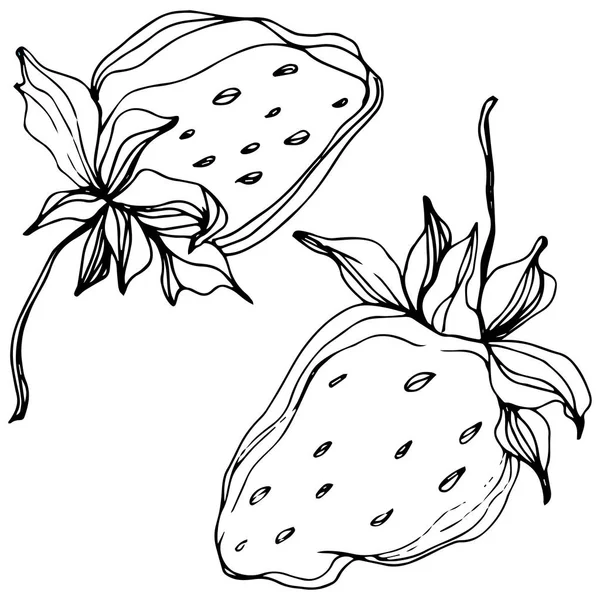 向量草莓果。黑白雕刻水墨艺术。被隔绝的草莓例证元素. — 图库矢量图片