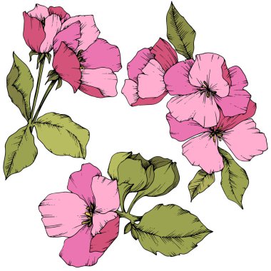Elma çiçeği botanik çiçek vektör. Pembe ve yeşil mürekkep sanat kazınmış. İzole çiçek çizim öğesi.