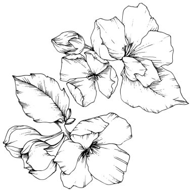 Elma çiçeği botanik çiçek vektör. Siyah ve beyaz mürekkep sanat kazınmış. İzole çiçek çizim öğesi.