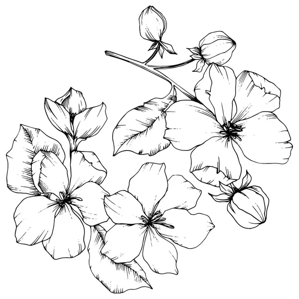 Vetor flor de maçã flor botânica floral. Tinta gravada a preto e branco. Isolado flores ilustração elemento . —  Vetores de Stock