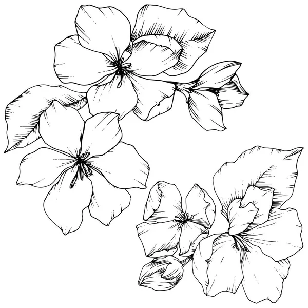 Vector flor de manzana flor botánica floral. Tinta grabada en blanco y negro. Elemento ilustrativo de flores aisladas . — Vector de stock