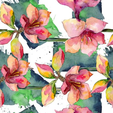 Pembe ve mor amaryllis botanik çiçek. Suluboya arka plan illüstrasyon küme. Sorunsuz arka plan deseni.
