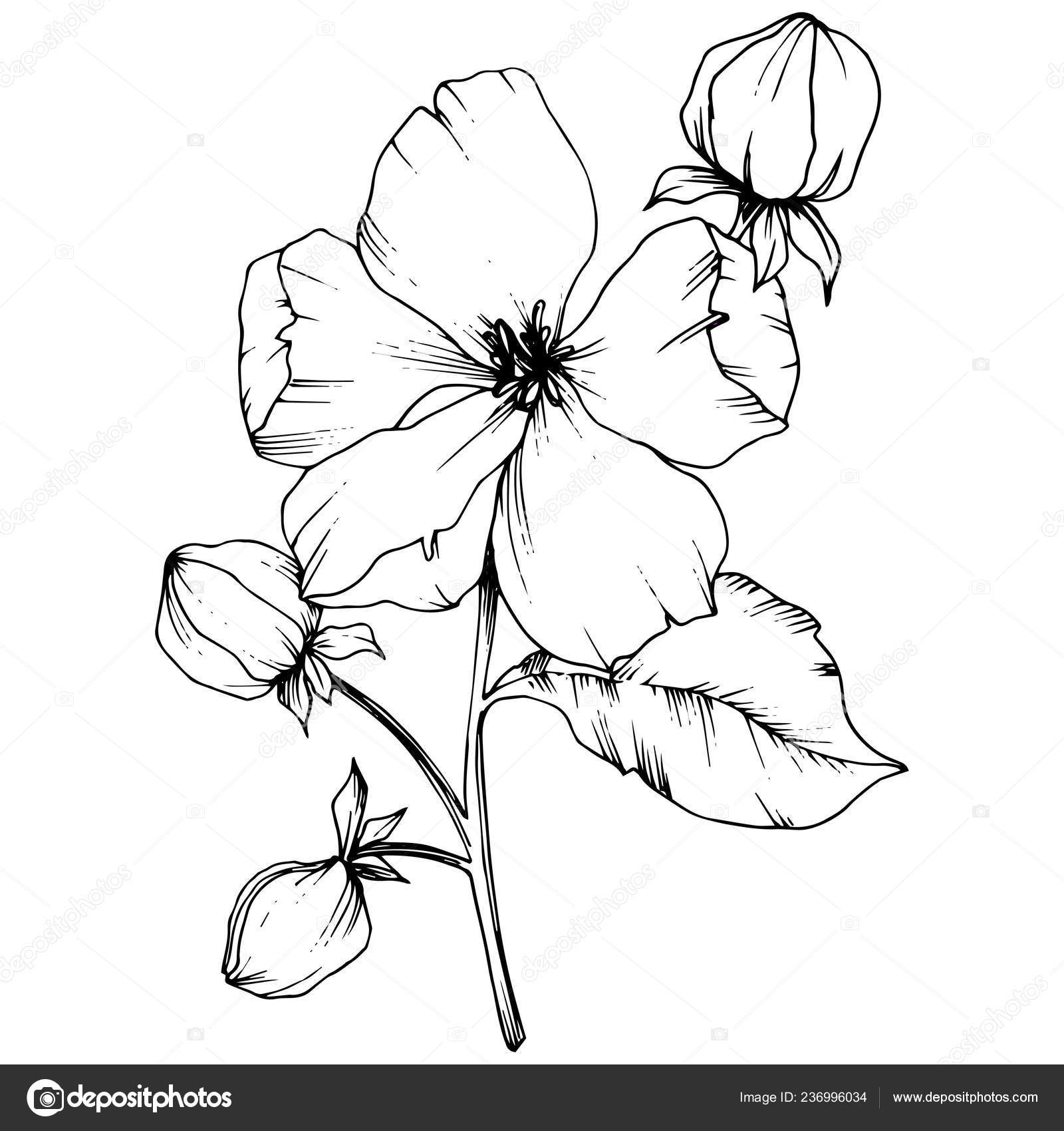 Vector Apple Blossom Floral Botanical Flower Black And White Engraved Ink Art Isolated Flowers Illustration Element Vector Image By C Mystocks Vector Stock Vector Apple Blossom Floral Botanical Flower Black And White Engraved Ink Art Isolated Flowers Illustration Element Vector Image By C Mystocks Vector Stock