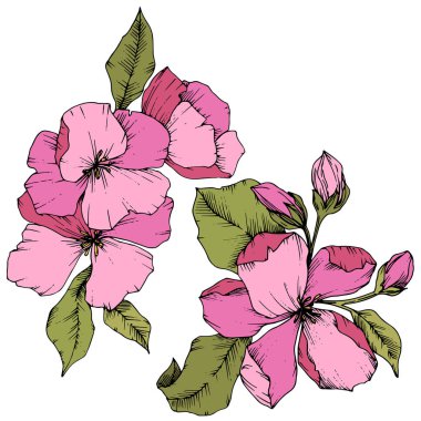 Elma çiçeği botanik çiçek vektör. Pembe ve yeşil mürekkep sanat kazınmış. İzole çiçek çizim öğesi.