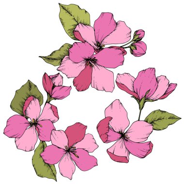 Elma çiçeği botanik çiçek vektör. Pembe ve yeşil mürekkep sanat kazınmış. İzole çiçek çizim öğesi.