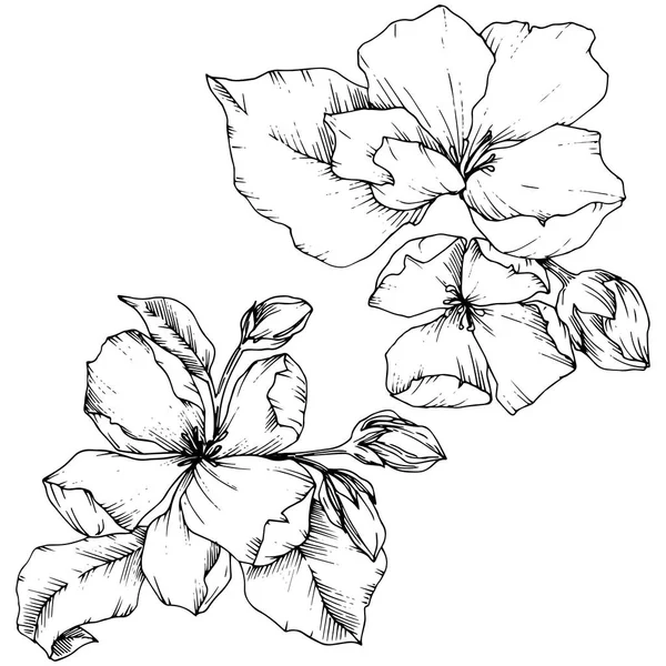 Vetor flor de maçã flor botânica floral. Tinta gravada a preto e branco. Isolado flores ilustração elemento . —  Vetores de Stock