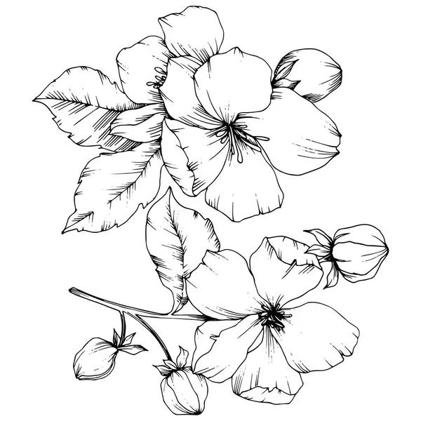 Vektorapfelblüte florale botanische Blume. Schwarz-weiß gestochene Tuschekunst. isolierte Blumen Illustrationselement. — Stockvektor