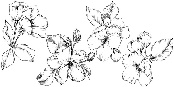 벡터 애플 꽃 꽃 식물 꽃입니다. 흑백 잉크 아트를 새겨져 있다. 격리 된 꽃 그림 요소. — 스톡 벡터
