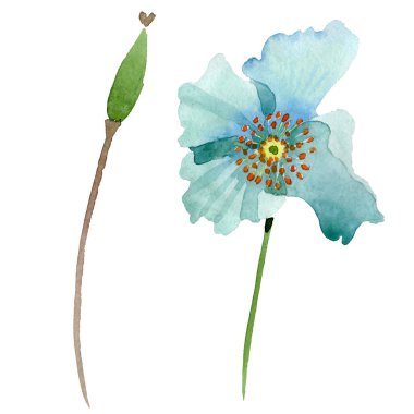 Mavi haşhaş botanik çiçek. Suluboya arka plan illüstrasyon küme. İzole haşhaş illüstrasyon öğesi.