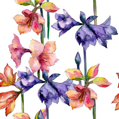 Pembe ve mor amaryllis botanik çiçek. Suluboya arka plan illüstrasyon küme. Sorunsuz arka plan deseni.