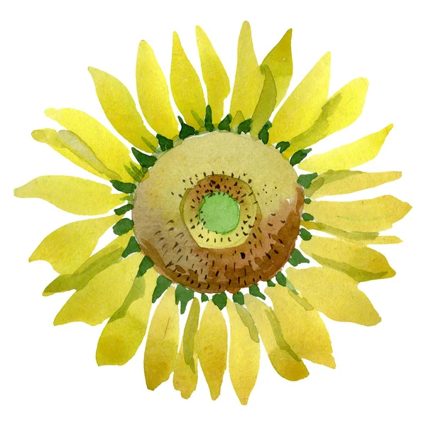 黄色いヒマワリの花植物花。水彩画背景セット。分離ひまわりイラスト要素. — ストック写真
