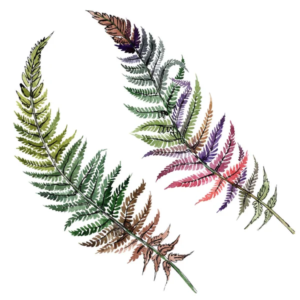 Fern groen blad. Plant botanische gebladerte. Aquarel achtergrond afbeelding instellen. Geïsoleerde fern afbeelding element. — Stockfoto