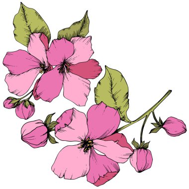 Elma çiçeği botanik çiçek vektör. Pembe ve yeşil mürekkep sanat kazınmış. İzole çiçek çizim öğesi.