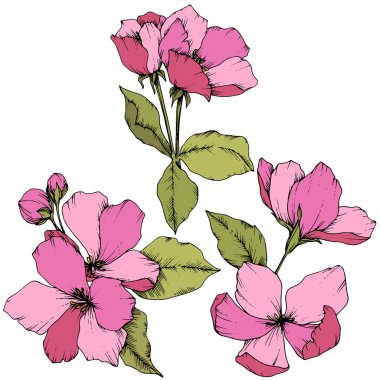 Elma çiçeği botanik çiçek vektör. Pembe ve yeşil mürekkep sanat kazınmış. İzole çiçek çizim öğesi.