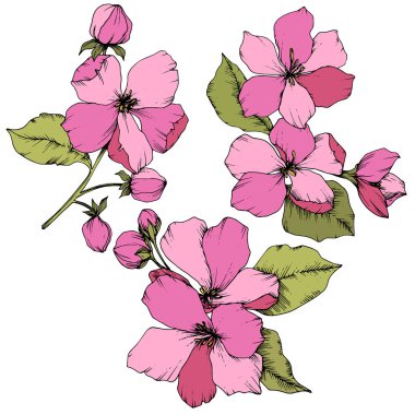 Elma çiçeği botanik çiçek vektör. Pembe ve yeşil mürekkep sanat kazınmış. İzole çiçek çizim öğesi.