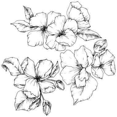 Elma çiçeği botanik çiçek vektör. Siyah ve beyaz mürekkep sanat kazınmış. İzole çiçek çizim öğesi.