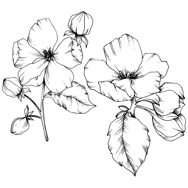 Vector flor de manzana flor botánica floral. Tinta grabada en blanco y negro. Elemento ilustrativo de flores aisladas . — Archivo Imágenes Vectoriales