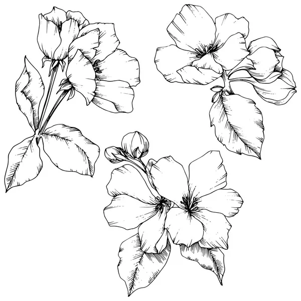Alma virág virág botanikai virág vektor. Fekete-fehér vésett tinta art. Elszigetelt virágok ábra elem. — Stock Vector