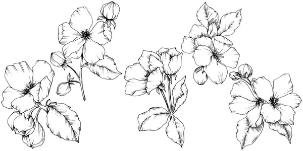 Vector flor de manzana flor botánica floral. Tinta grabada en blanco y negro. Elemento ilustrativo de flores aisladas . — Vector de stock