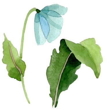 Mavi haşhaş botanik çiçek. Suluboya arka plan illüstrasyon küme. İzole haşhaş illüstrasyon öğesi.