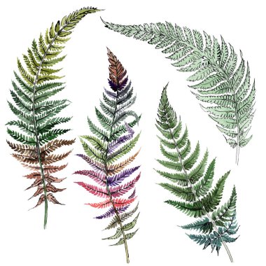Fern yeşil yaprak. Bitki botanik yeşillik. Suluboya arka plan illüstrasyon küme. İzole fern illüstrasyon öğesi.