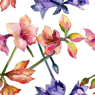 Pembe ve mor amaryllis botanik çiçek. Suluboya arka plan illüstrasyon küme. Sorunsuz arka plan deseni.