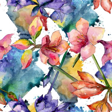 Pembe ve mor amaryllis botanik çiçek. Suluboya arka plan illüstrasyon küme. Sorunsuz arka plan deseni.