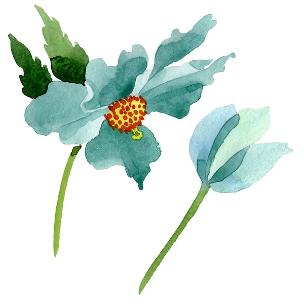 Blauer Klatschmohn, botanische Blume. Aquarell Hintergrundillustration Set. isolierte Mohnblumen Illustrationselement. — Stockfoto