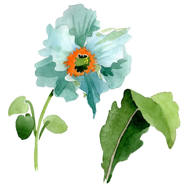 Mavi haşhaş botanik çiçek. Suluboya arka plan illüstrasyon küme. İzole haşhaş illüstrasyon öğesi. — Stok fotoğraf