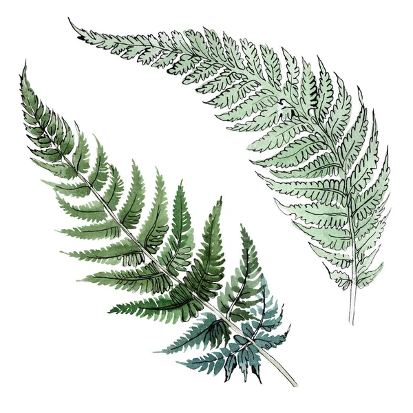 Fern groen blad. Plant botanische gebladerte. Aquarel achtergrond afbeelding instellen. Geïsoleerde fern afbeelding element. — Stockfoto