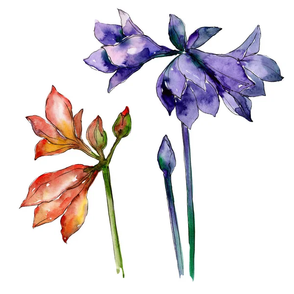 Rosa und lila Amaryllis Blumen botanische Blume. Aquarell Hintergrund Set vorhanden. Isolierte Amaryllis als Illustrationselement. — Stockfoto