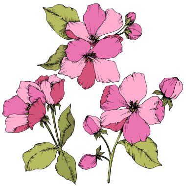 Elma çiçeği botanik çiçek vektör. Pembe ve yeşil mürekkep sanat kazınmış. İzole çiçek çizim öğesi.