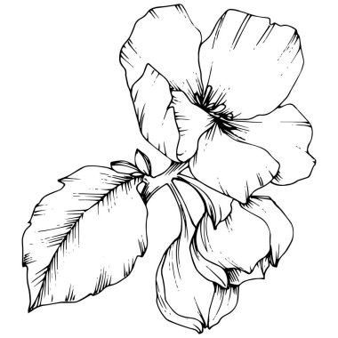 Elma çiçeği botanik çiçek vektör. Siyah ve beyaz mürekkep sanat kazınmış. İzole çiçek çizim öğesi.
