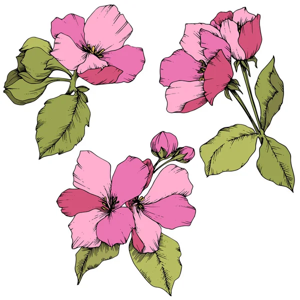 Vektor Apple blossom blommig botaniska blomma. Rosa och grönt graverade bläck konst. Isolerade blommor illustration element. — Stock vektor