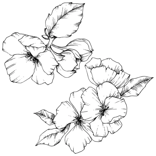 Vetor flor de maçã flor botânica floral. Tinta gravada a preto e branco. Isolado flores ilustração elemento . — Vetor de Stock