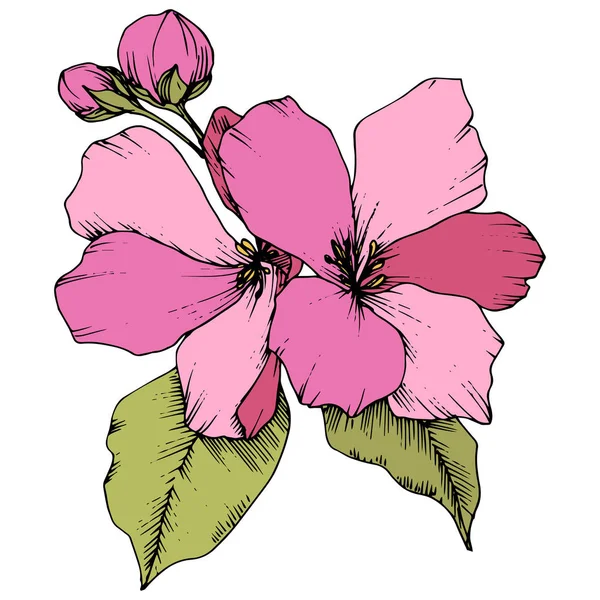 Вектор Яблуко розквіт квіткової ботанічної квітки. Рожеве та зелене гравірування чорнила. Ізольовані квіти елемент ілюстрації . — стоковий вектор
