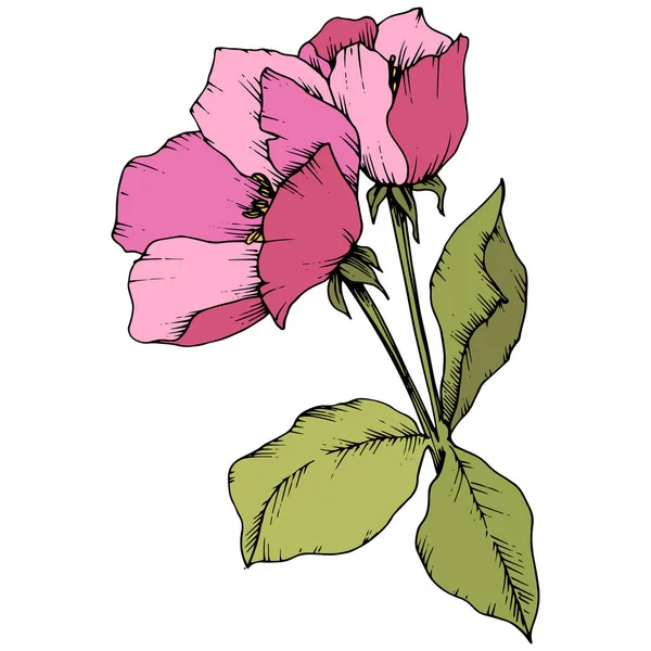 Vektorové Apple blossom květinové botanické květin. Růžové a zelené vyryto inkoust umění. Prvek ilustrace izolované květiny. — Stockový vektor