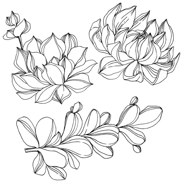Vektor saftige florale botanische Blume. Schwarz-weiß gestochene Tuschekunst. isolierte Sukkulenten Illustrationselement. — Stockvektor