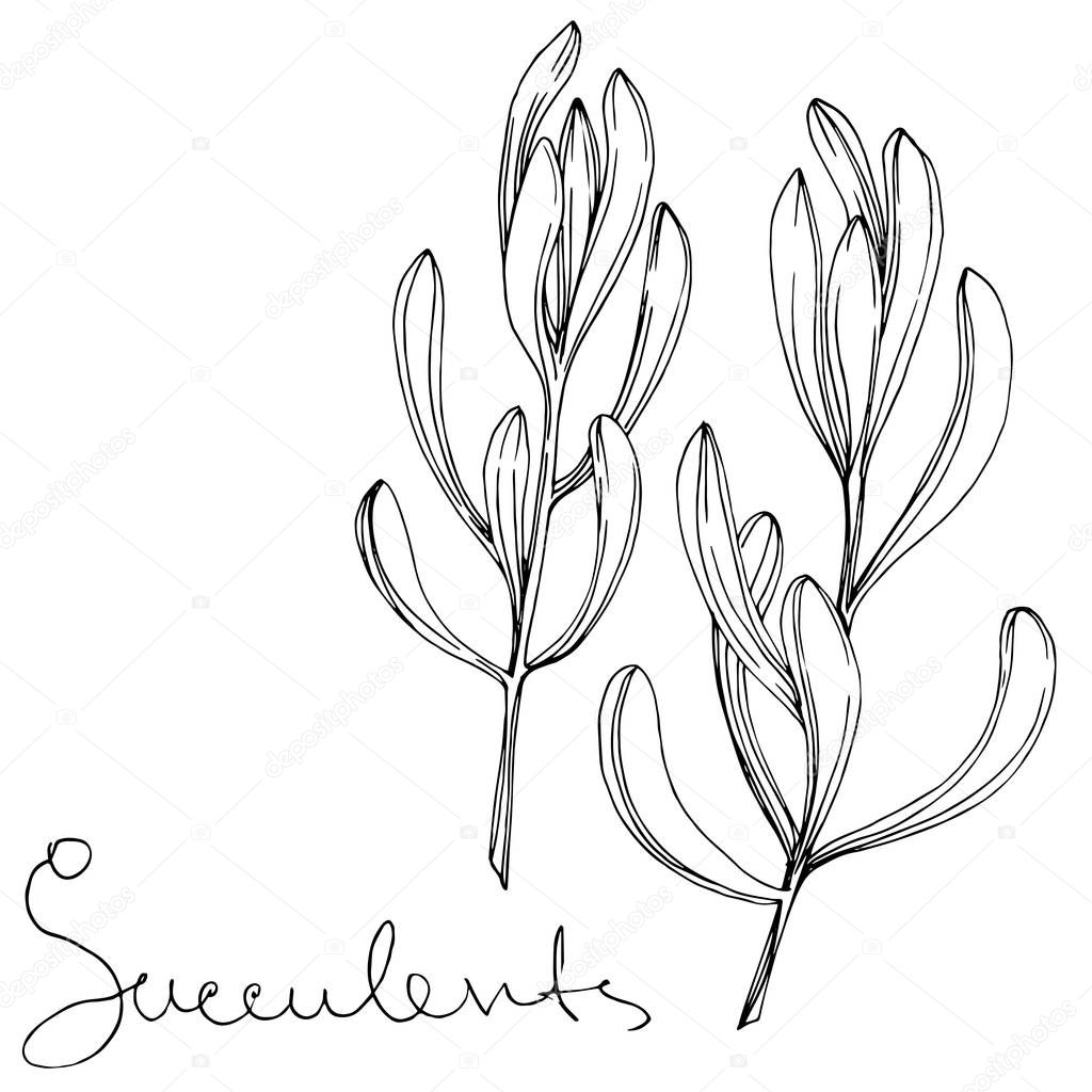 Vector Succulent floral botanical flower. Black and white engraved ink art. Isolated succulents illustration element.