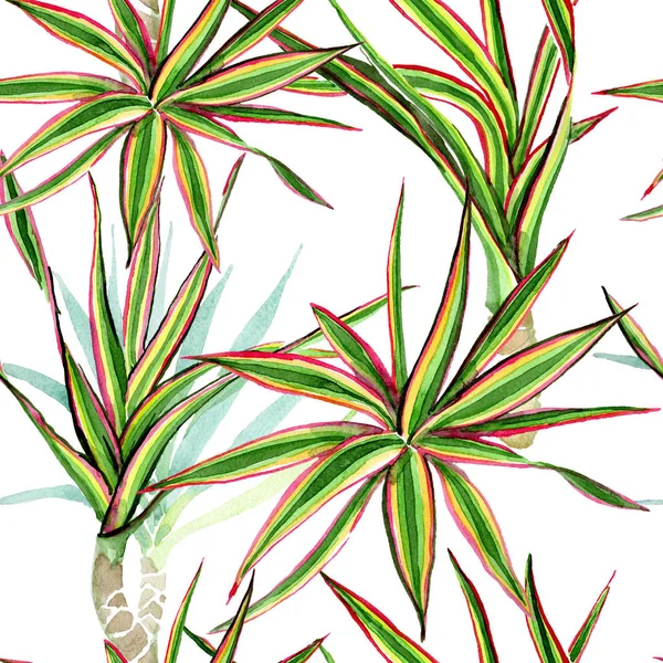 Dracaena marginata tricolor. Conjunto de ilustração de fundo aquarela. Padrão de fundo sem costura . — Fotografia de Stock