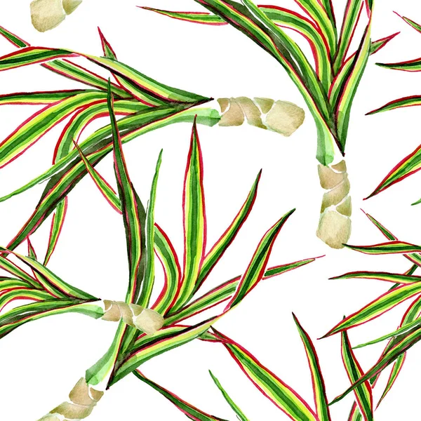 Dracaena marginata tricolor. Conjunto de ilustração de fundo aquarela. Padrão de fundo sem costura . — Fotografia de Stock