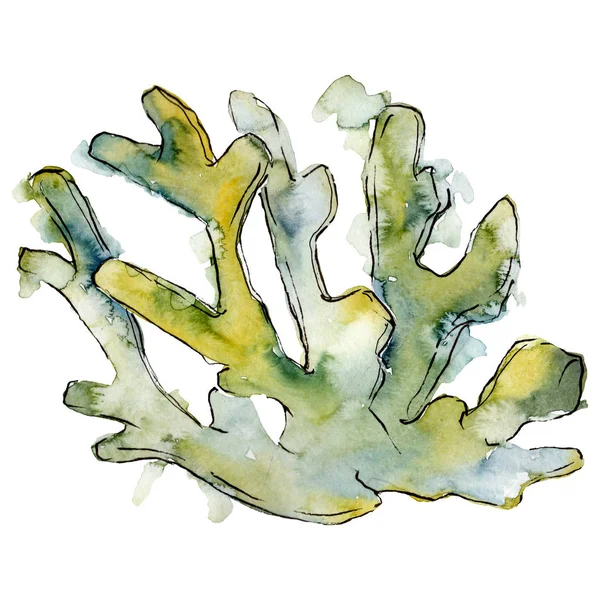Πράσινο υδρόβια υποβρύχια φύση κοραλλιογενή ύφαλο. Ακουαρέλα φόντο εικόνα σύνολο. Απομονωμένη κοραλλιογενείς εικονογράφηση στοιχείο. — Φωτογραφία Αρχείου