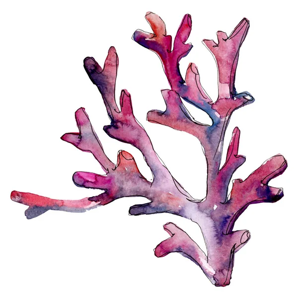 Arrecife de coral de naturaleza submarina acuática roja. Conjunto de ilustración de fondo acuarela. Elemento de ilustración de coral aislado . — Foto de Stock
