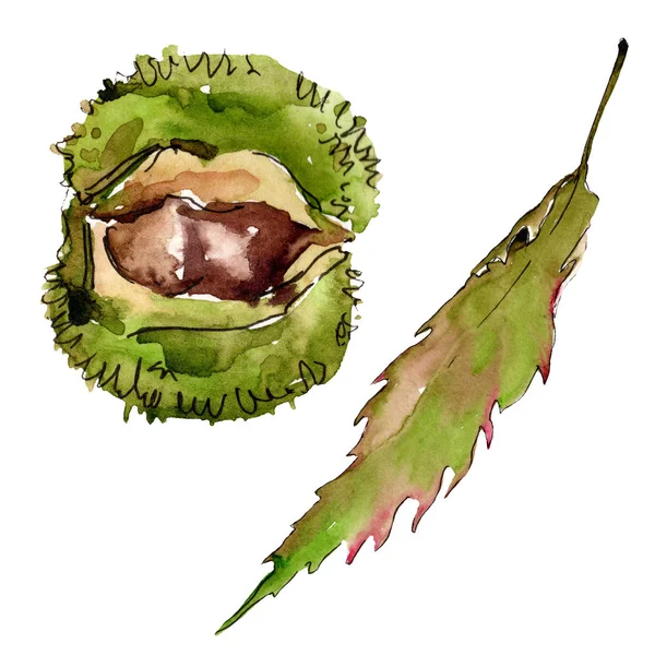 Söta kastanj blad och frukt. Akvarell bakgrund illustration set. Isolerade kastanj illustration element. — Stockfoto