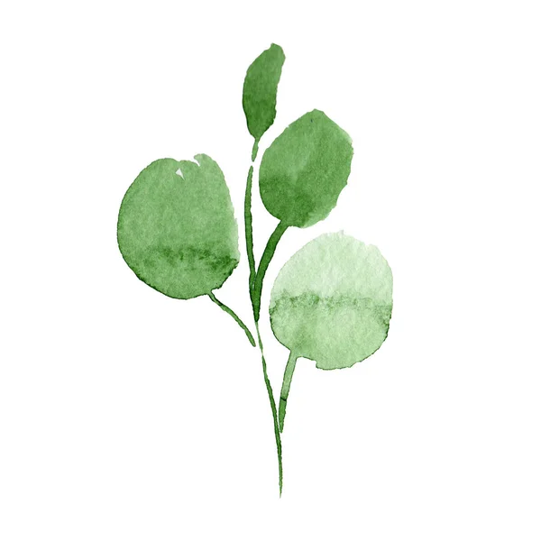 Zielone liście. Botaniczny kwiat kwiatowy. Zestaw ilustracji tle akwarela. Element ilustracja liść na białym tle. — Zdjęcie stockowe